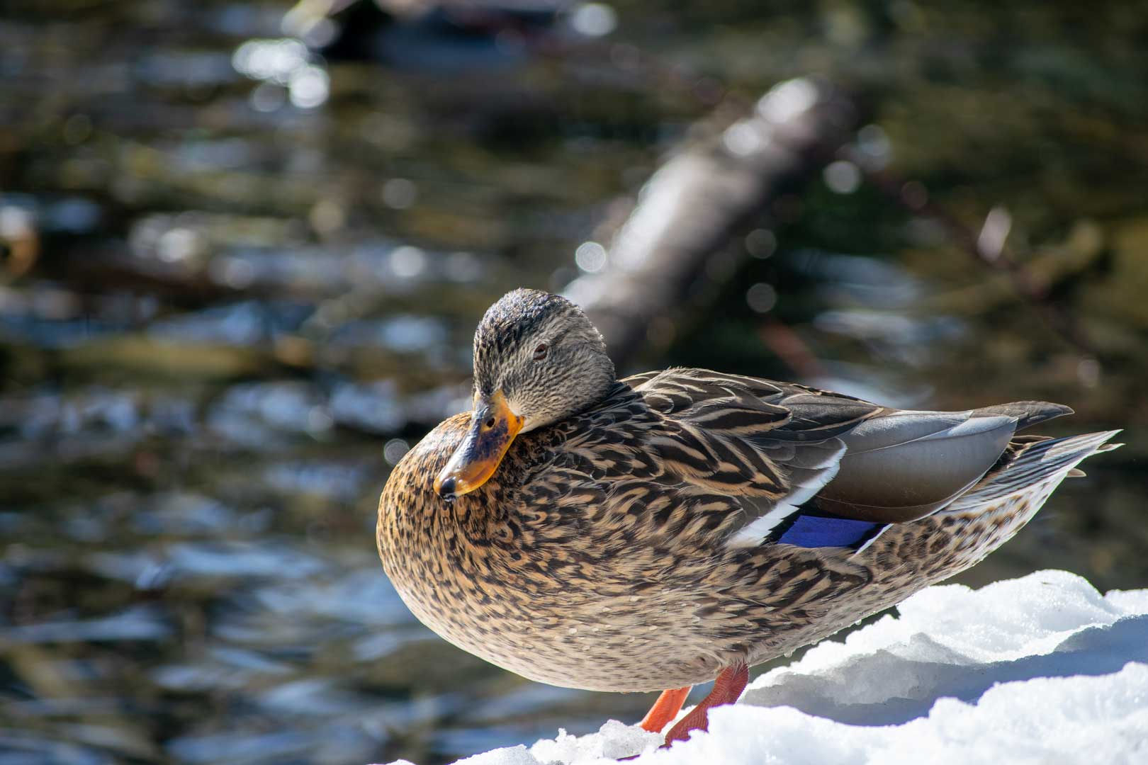 Photo of a Duck in the snow