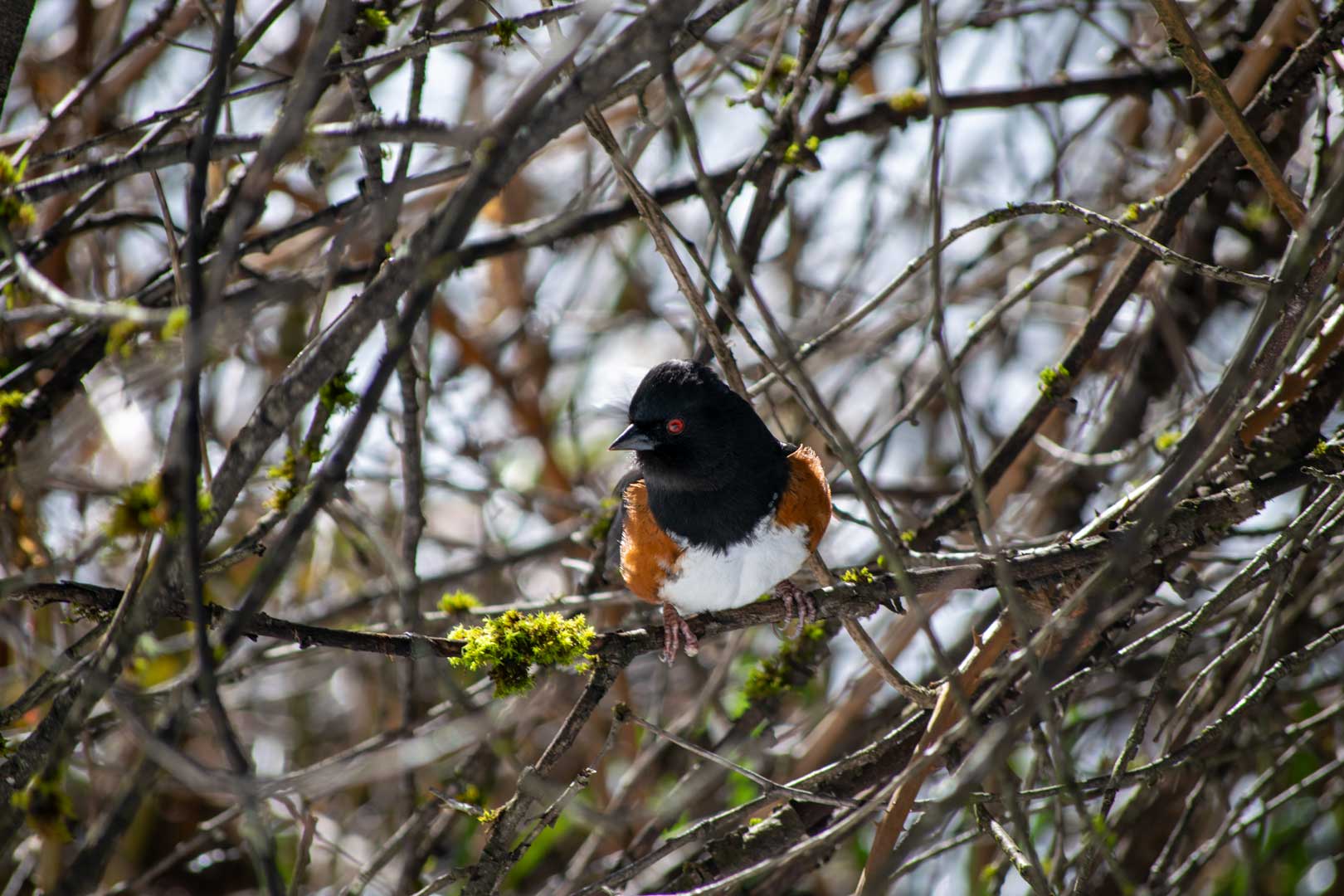 Small Bird Nesting In The Tress