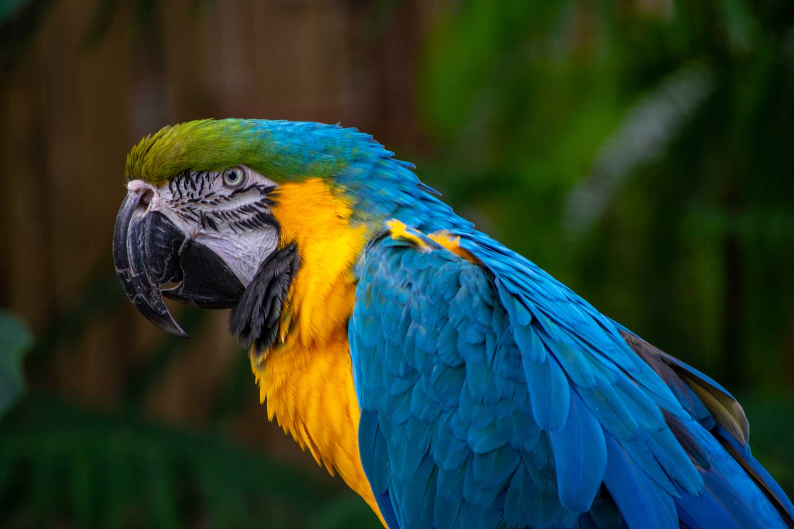 Colorful Parrot